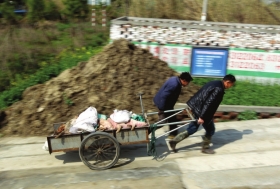 3月15日，新豐鎮(zhèn)竹林村，工作人員用推車將死豬運往病死豬無害化處理池進行處理。