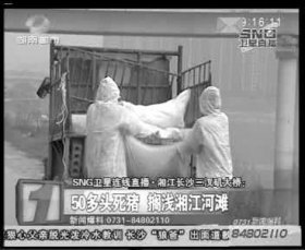 相關部門組織附近居民清理死豬。據現場工作人員稱，這樣的貨車清了好幾車。