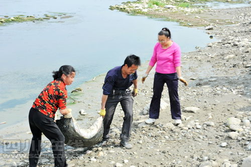 四川彭山河道內(nèi)現(xiàn)千只死鴨 經(jīng)檢測水質(zhì)未受污染