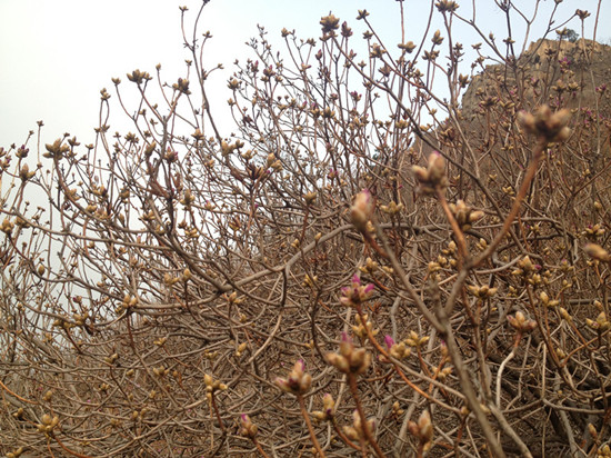 膠南大珠山杜鵑花會(huì)無花可看，市民稱花錢看樹枝