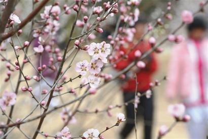 昨日，青島十梅庵梅園的梅花競(jìng)相開(kāi)放，游人置身于梅花的海洋，盡享大自然的美景。 