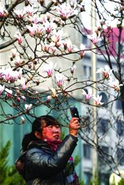 玉蘭花成名副其實報春花