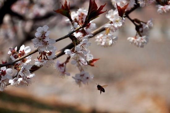 踏春賞花攻略:1元嶗山踏青 2元大珠山賞杜鵑