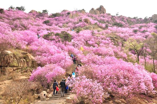 大珠山野生杜鵑綻放 秀谷花海美輪美奐