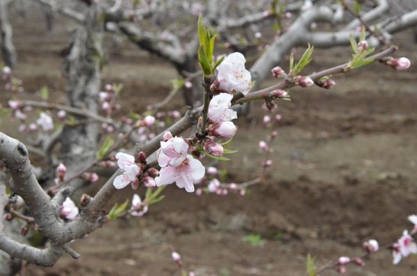 膠北賞花會開幕 市民賞花摘草莓享受天然