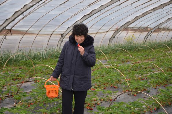 膠北賞花會開幕 市民賞花摘草莓享受天然