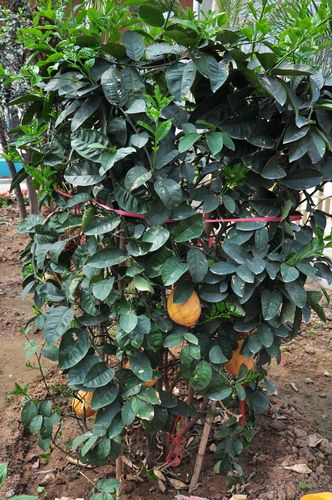 城陽打造首家熱帶觀賞園 南國植物現(xiàn)青島