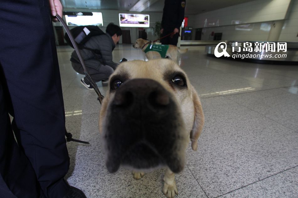 高清：實(shí)拍機(jī)場檢疫犬 輕嗅就能查出違禁物品