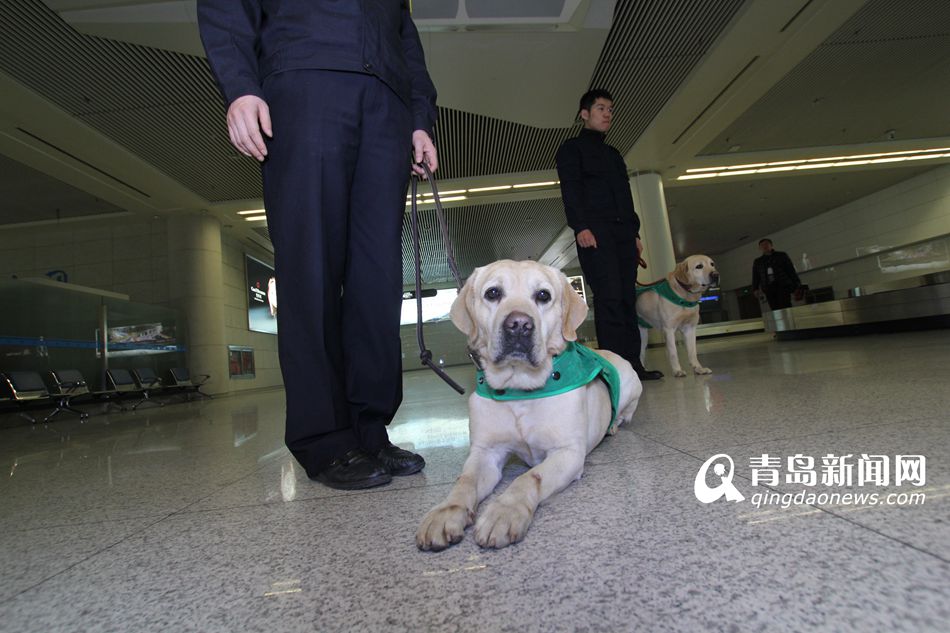 高清：實拍機場檢疫犬 輕嗅就能查出違禁物品