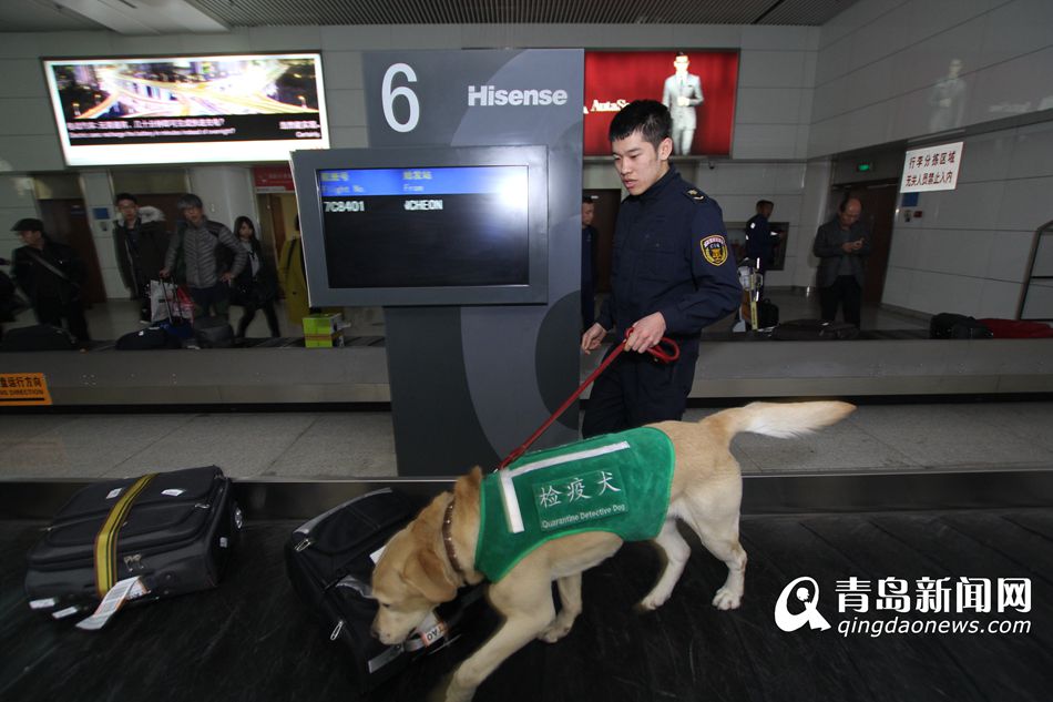 高清：實(shí)拍機(jī)場檢疫犬 輕嗅就能查出違禁物品