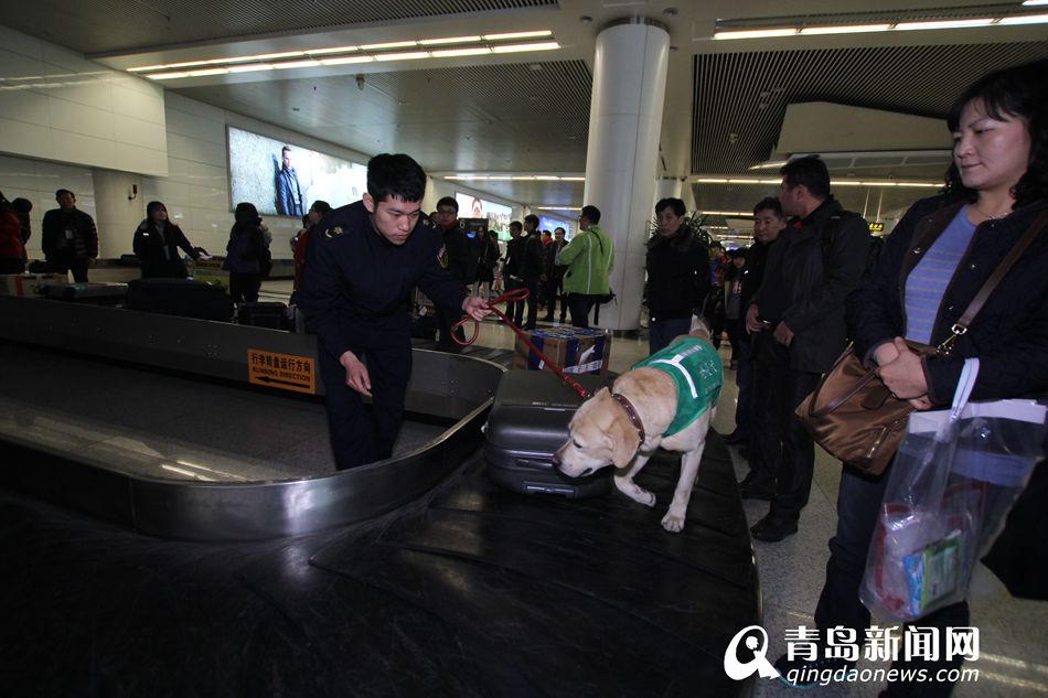 高清：實(shí)拍機(jī)場檢疫犬 輕嗅就能查出違禁物品