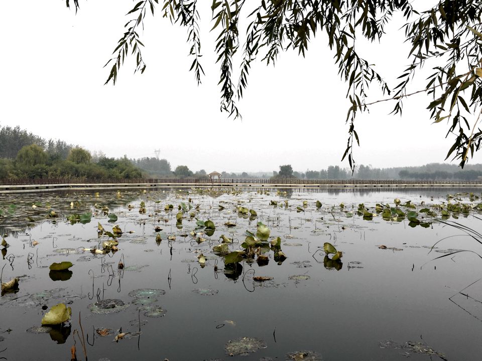 吞進(jìn)污水吐出清泉 武河濕地為臨沂“凈水”再添猛將